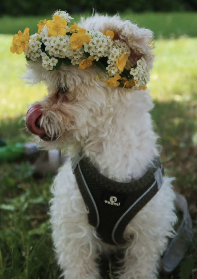 Blomkrona med vita och gula blommor